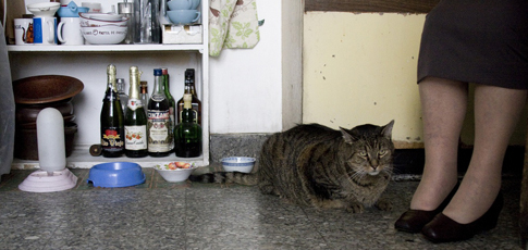 Gatos viejos Gatos viejos