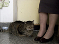 Gatos viejos